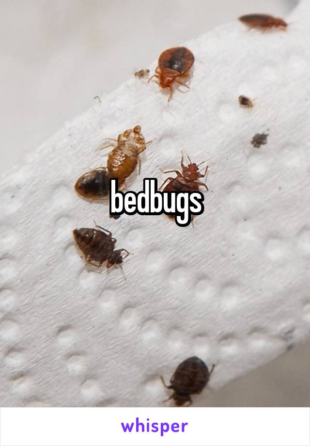bedbugs
