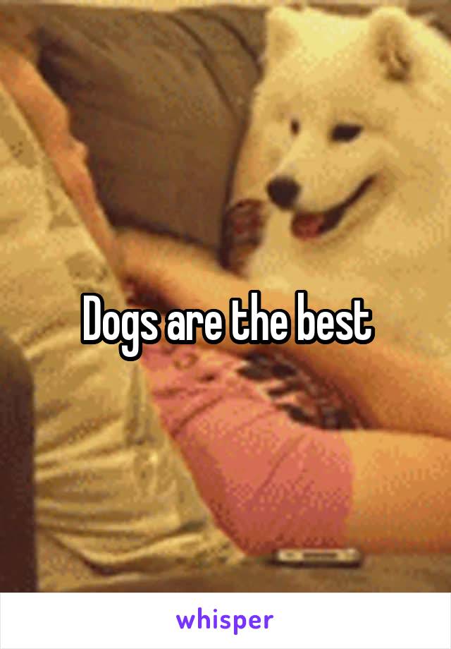 Dogs are the best