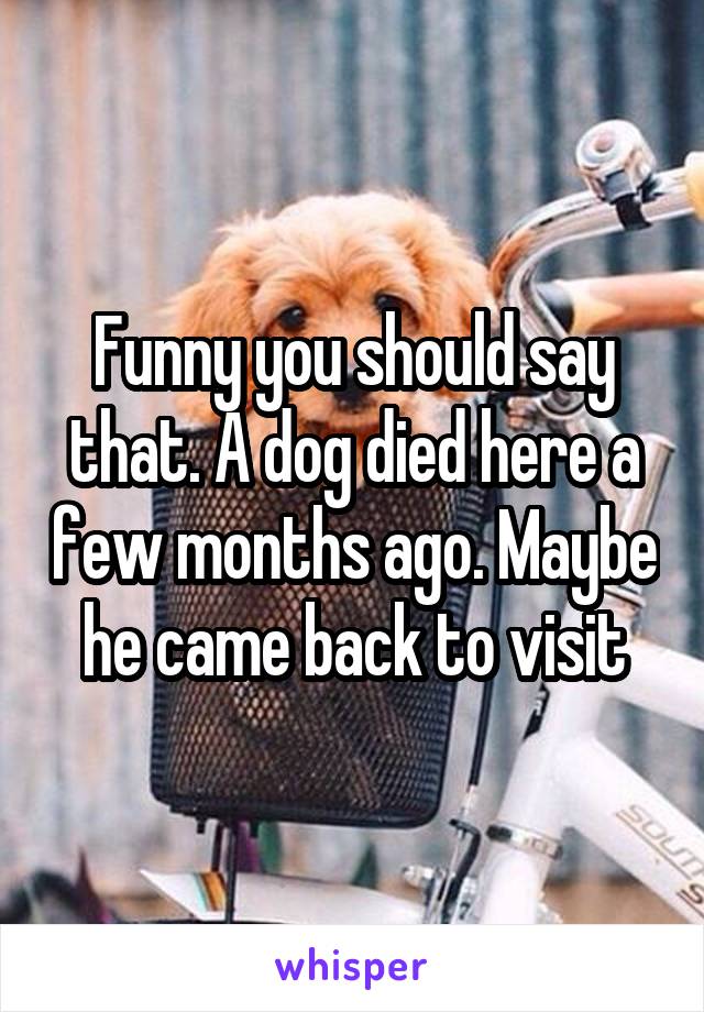 Funny you should say that. A dog died here a few months ago. Maybe he came back to visit