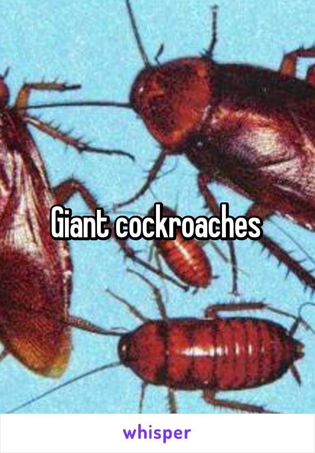 Giant cockroaches 