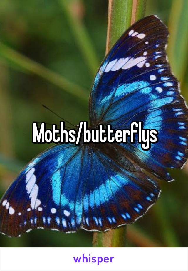 Moths/butterflys