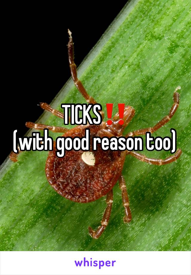 TICKS‼️
(with good reason too)