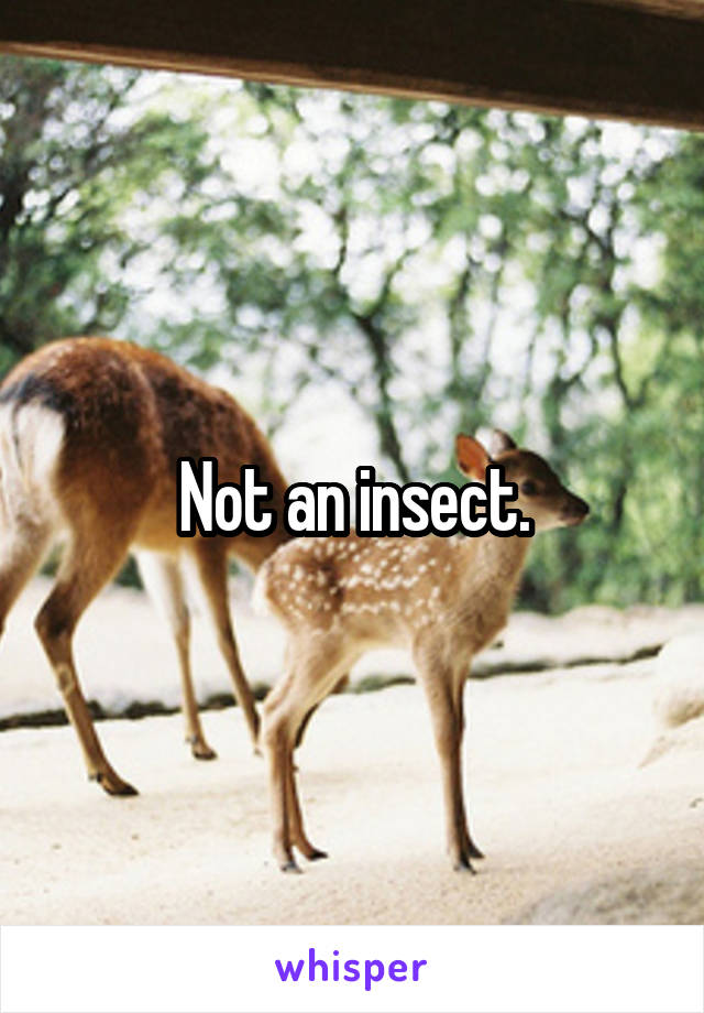 Not an insect.