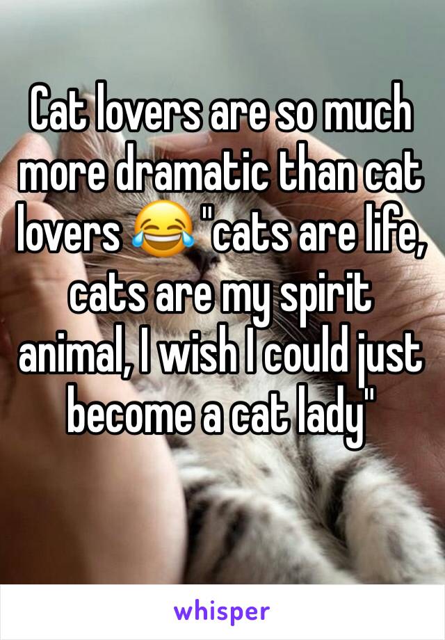 Cat lovers are so much more dramatic than cat lovers 😂 "cats are life, cats are my spirit animal, I wish I could just become a cat lady" 