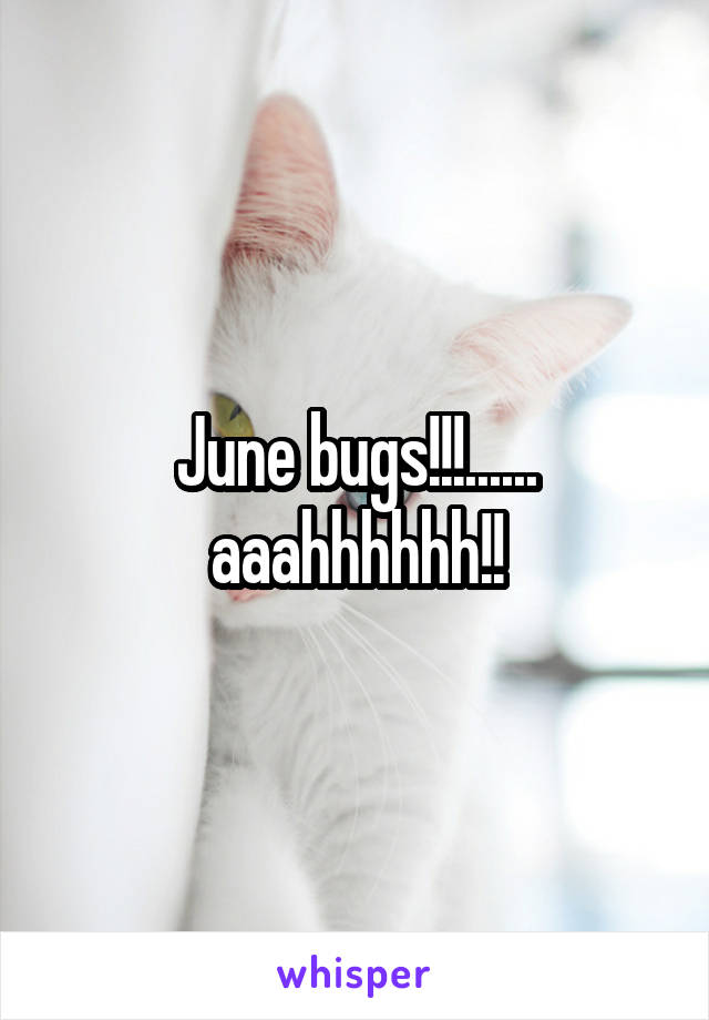June bugs!!!...... aaahhhhhh!!