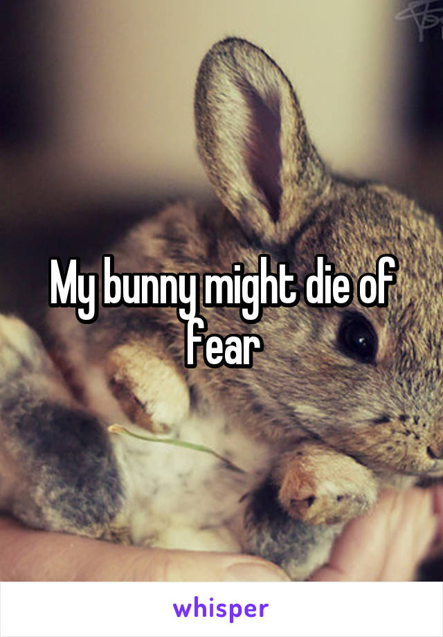 My bunny might die of fear