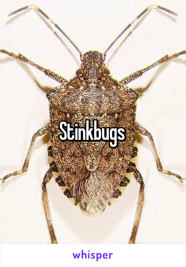 Stinkbugs 