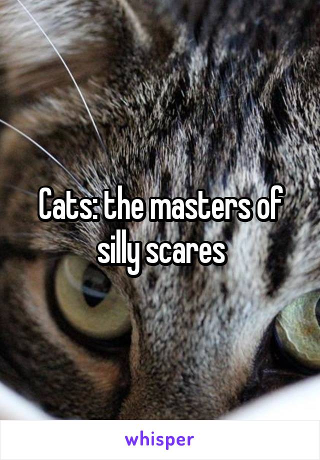 Cats: the masters of silly scares