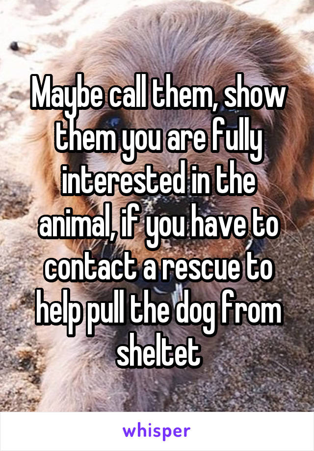Maybe call them, show them you are fully interested in the animal, if you have to contact a rescue to help pull the dog from sheltet
