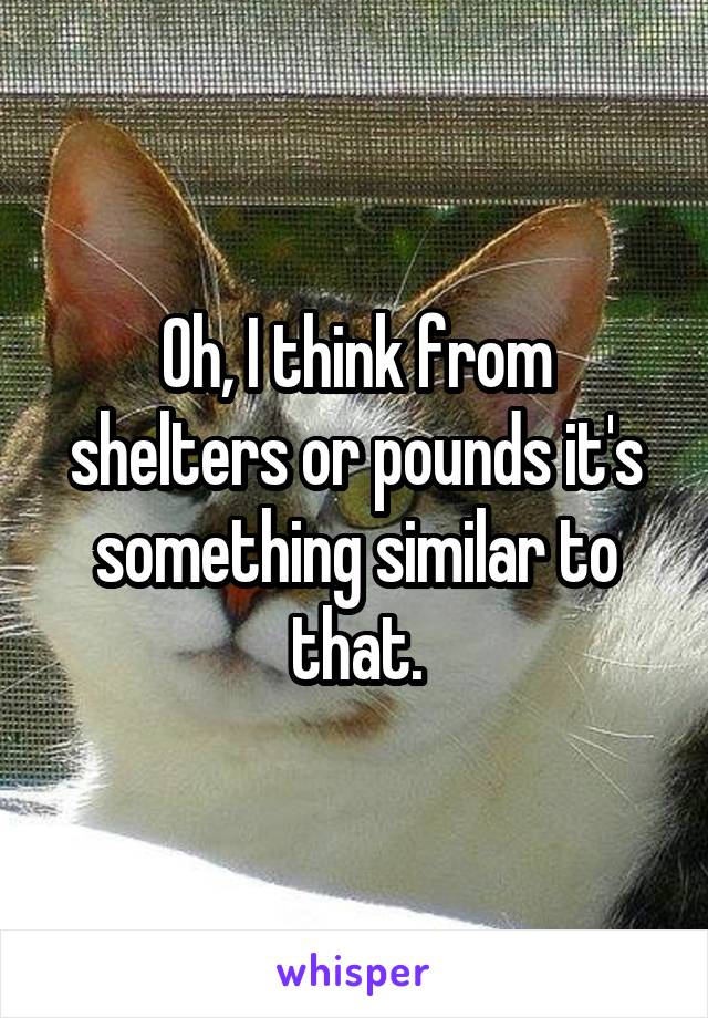 Oh, I think from shelters or pounds it's something similar to that.