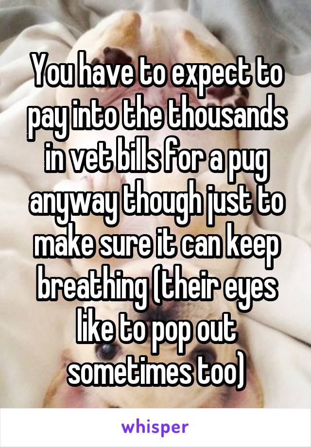 You have to expect to pay into the thousands in vet bills for a pug anyway though just to make sure it can keep breathing (their eyes like to pop out sometimes too)