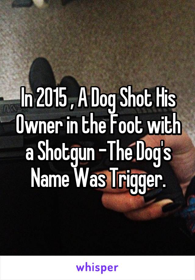 In 2015 , A Dog Shot His Owner in the Foot with a Shotgun -The Dog's Name Was Trigger.