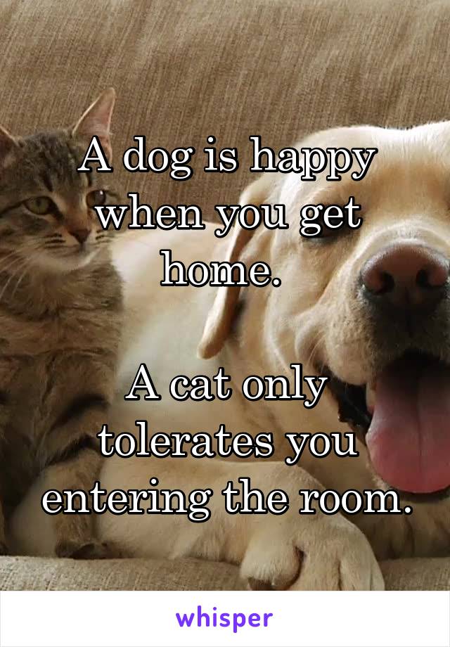 A dog is happy when you get home. 

A cat only tolerates you entering the room.