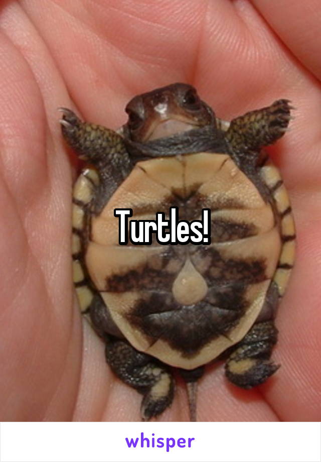 Turtles!