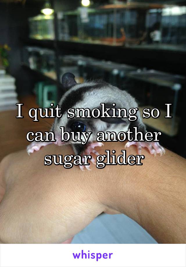 I quit smoking so I can buy another sugar glider