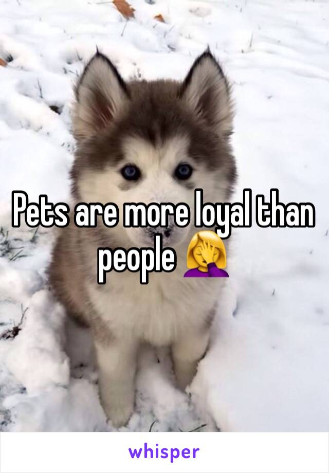 Pets are more loyal than people 🤦‍♀️