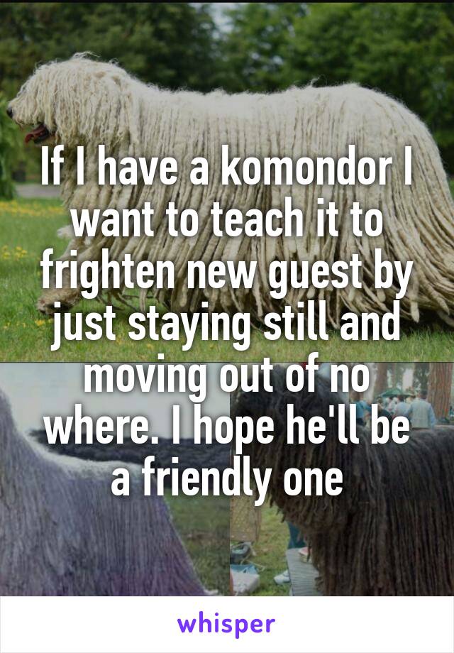 If I have a komondor I want to teach it to frighten new guest by just staying still and moving out of no where. I hope he'll be a friendly one