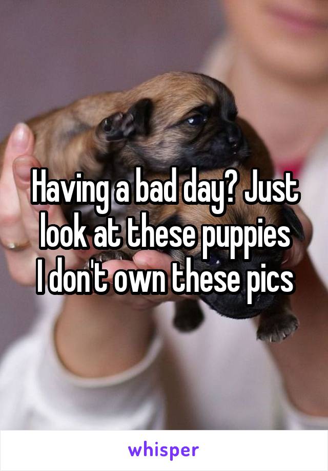 Having a bad day? Just look at these puppies
I don't own these pics
