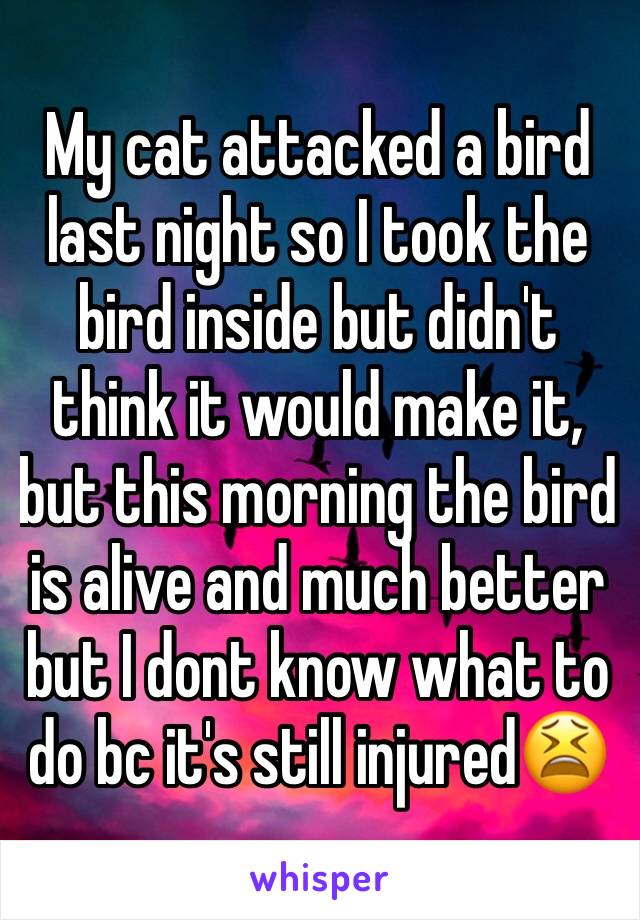 My cat attacked a bird last night so I took the bird inside but didn't think it would make it, but this morning the bird is alive and much better but I dont know what to do bc it's still injured😫