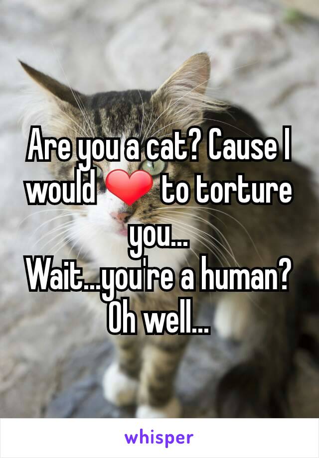 Are you a cat? Cause I would ❤ to torture you...
Wait...you're a human? Oh well...