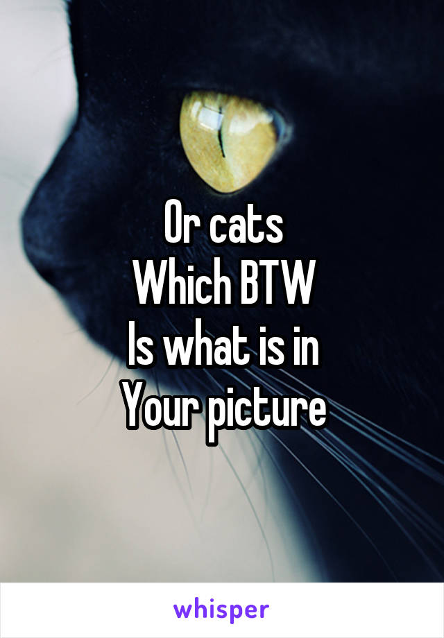 Or cats
Which BTW
Is what is in
Your picture