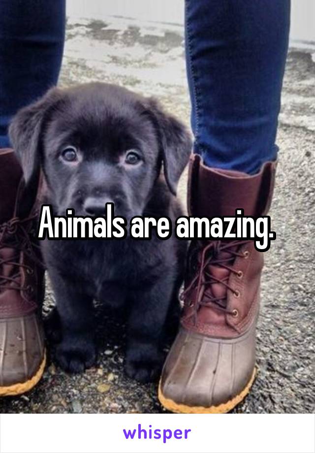 Animals are amazing. 