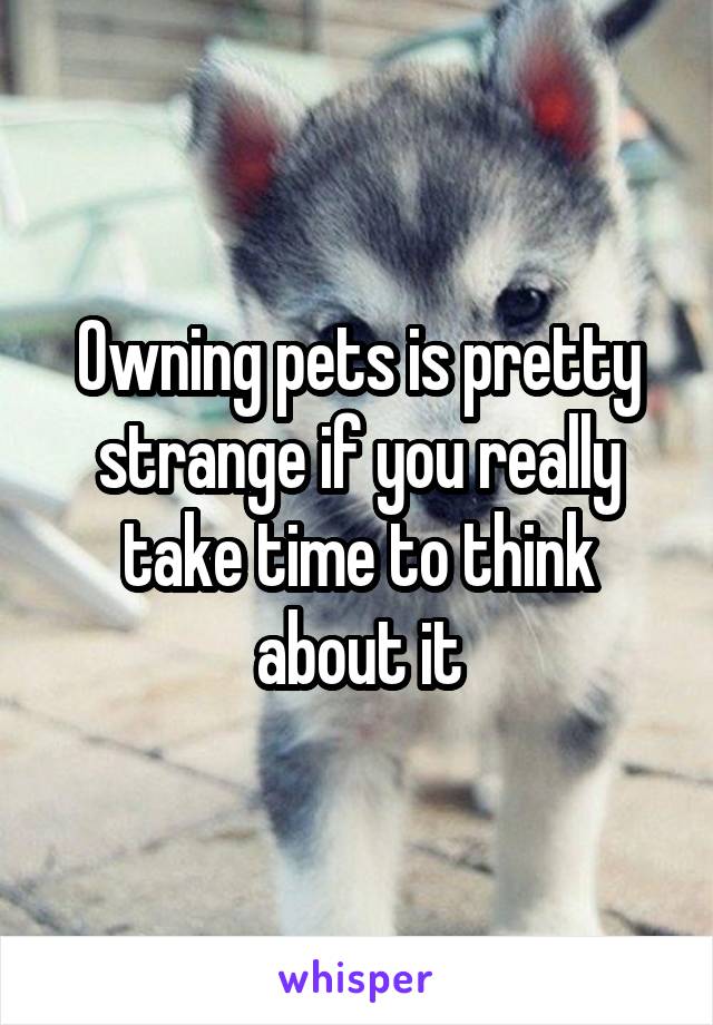 Owning pets is pretty strange if you really take time to think about it