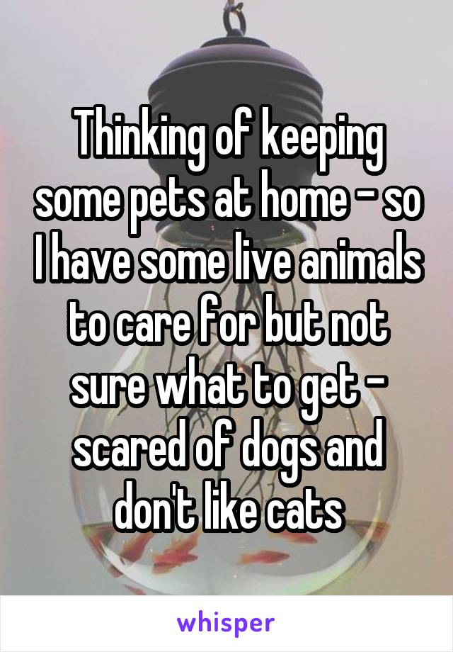 Thinking of keeping some pets at home - so I have some live animals to care for but not sure what to get - scared of dogs and don't like cats