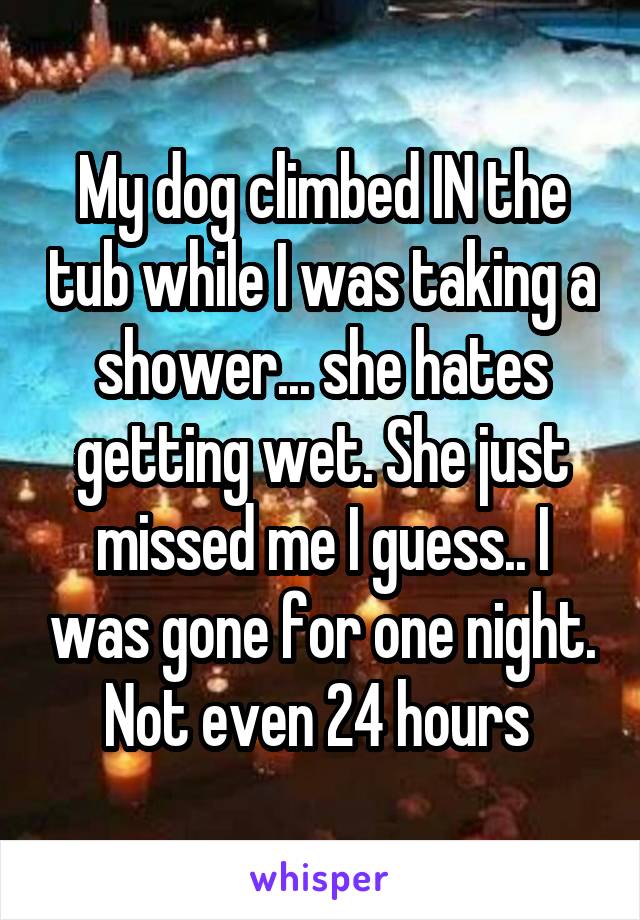 My dog climbed IN the tub while I was taking a shower... she hates getting wet. She just missed me I guess.. I was gone for one night. Not even 24 hours 