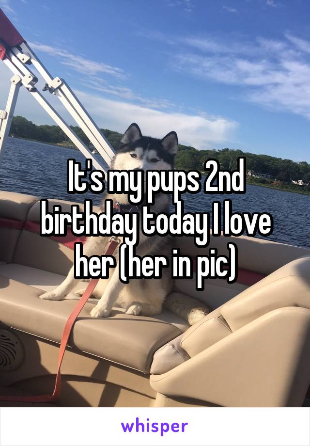 It's my pups 2nd birthday today I love her (her in pic)