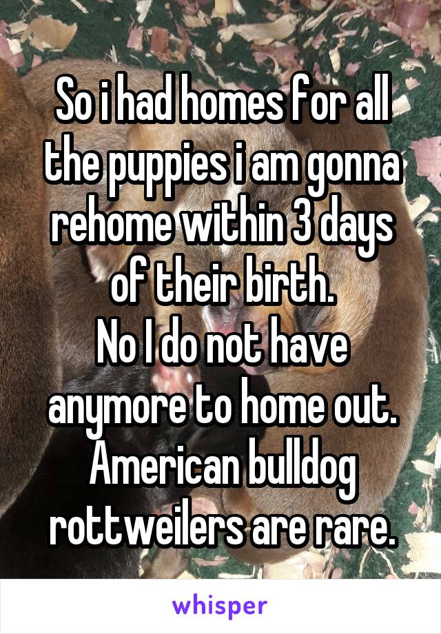 So i had homes for all the puppies i am gonna rehome within 3 days of their birth.
No I do not have anymore to home out.
American bulldog rottweilers are rare.