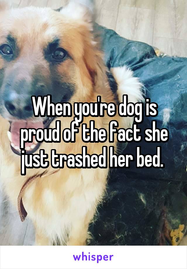 When you're dog is proud of the fact she just trashed her bed. 