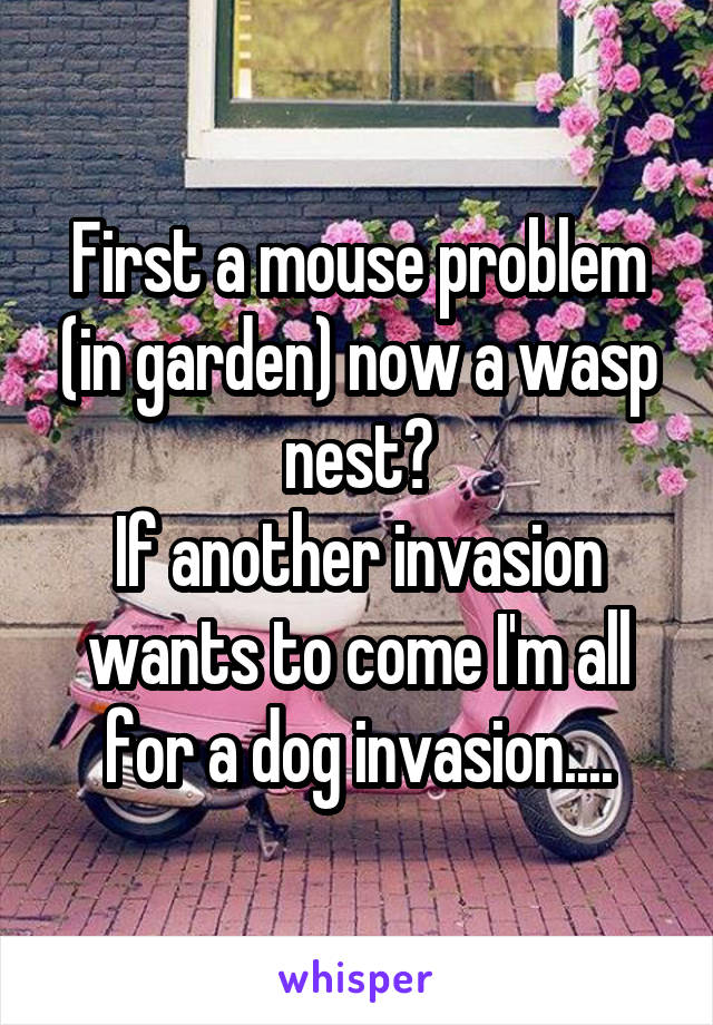 First a mouse problem (in garden) now a wasp nest?
If another invasion wants to come I'm all for a dog invasion....