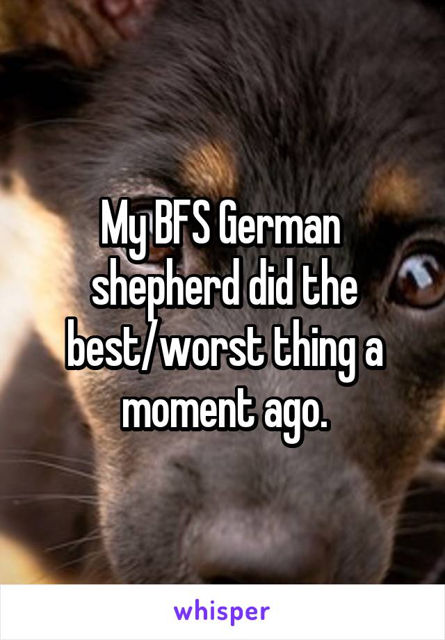 My BFS German  shepherd did the best/worst thing a moment ago.