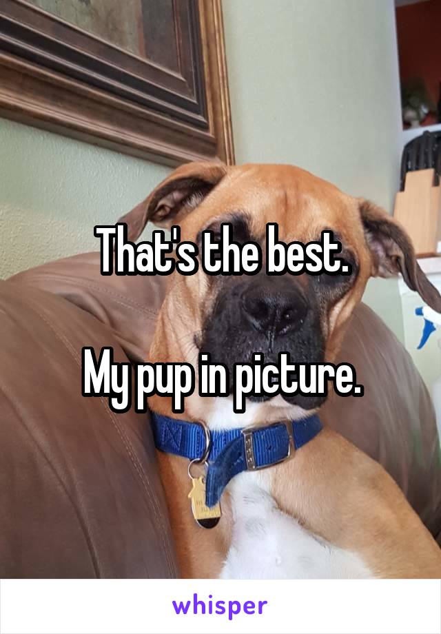 


That's the best.

My pup in picture.