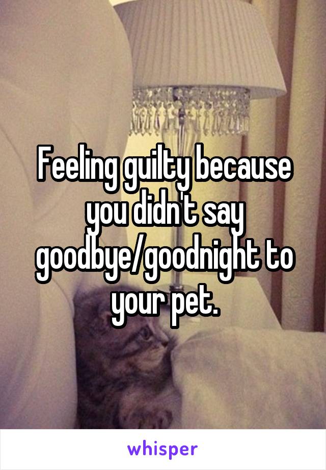 Feeling guilty because you didn't say goodbye/goodnight to your pet.