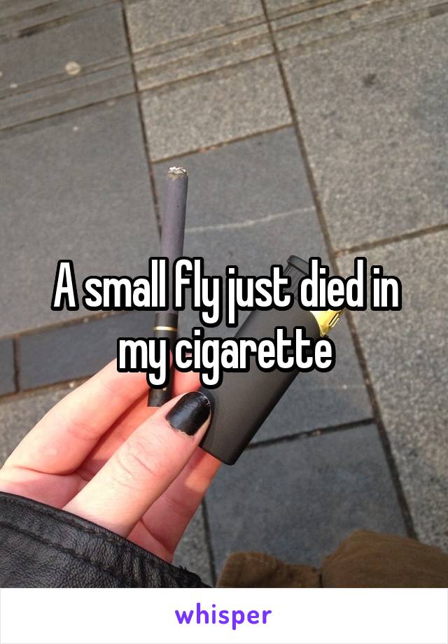 A small fly just died in my cigarette