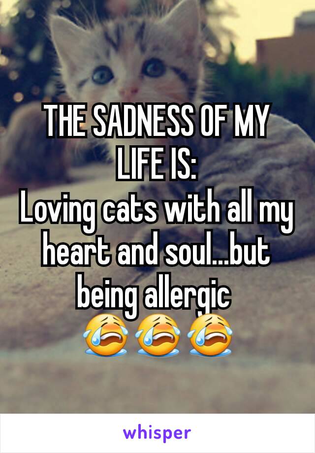 THE SADNESS OF MY LIFE IS:
Loving cats with all my heart and soul...but being allergic 
😭😭😭