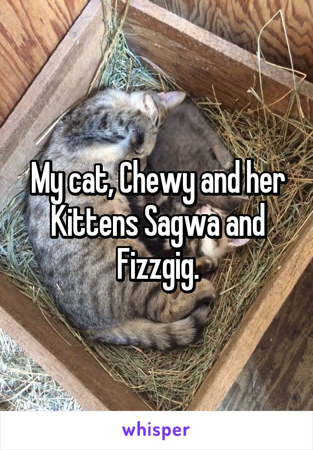 





My cat, Chewy and her Kittens Sagwa and Fizzgig.