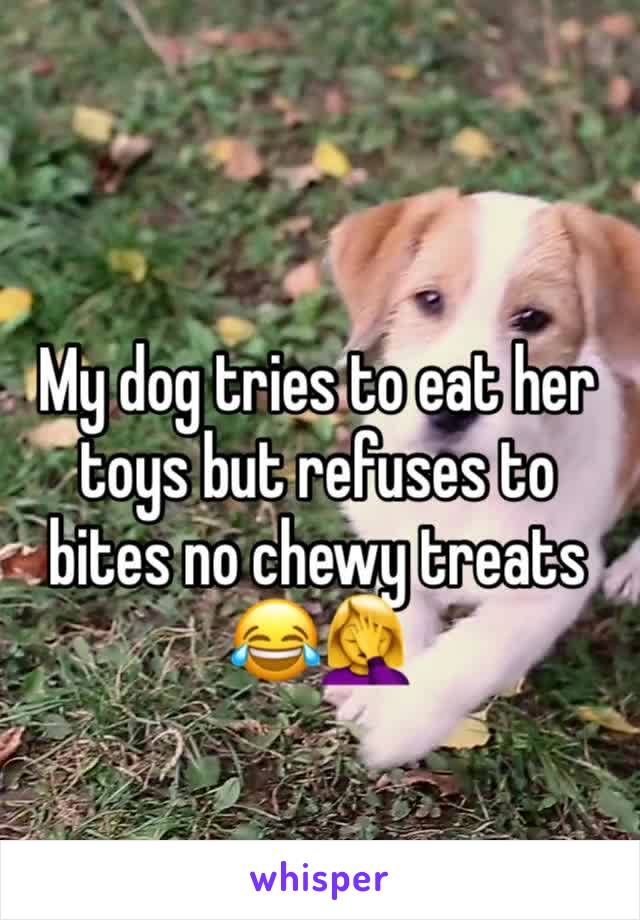 My dog tries to eat her toys but refuses to bites no chewy treats 😂🤦‍♀️