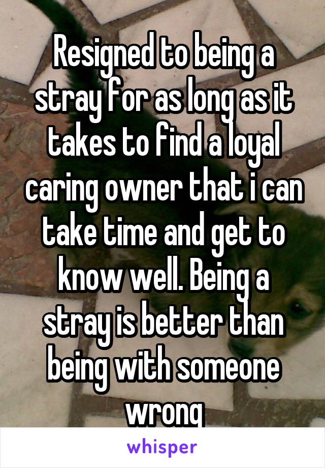 Resigned to being a stray for as long as it takes to find a loyal caring owner that i can take time and get to know well. Being a stray is better than being with someone wrong