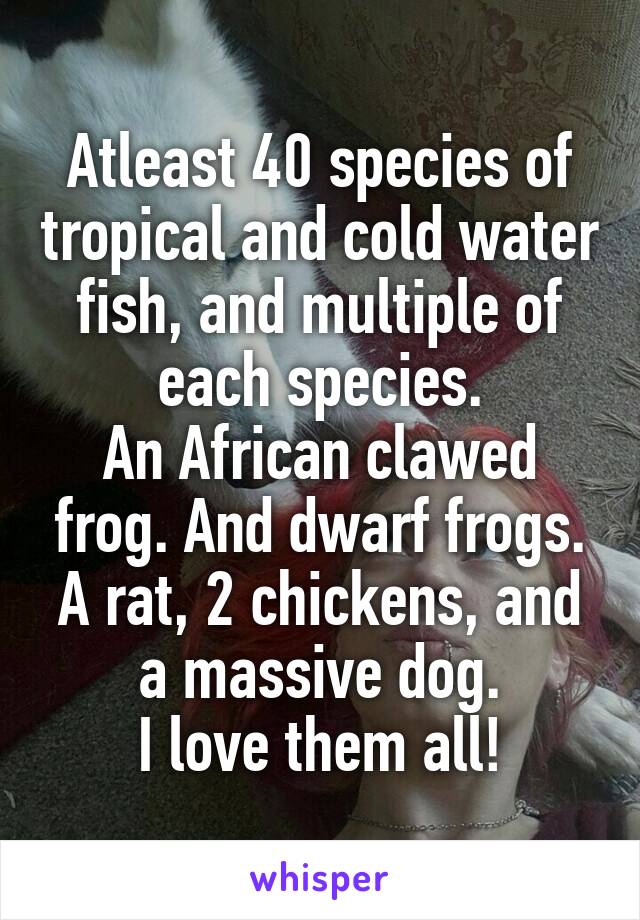 Atleast 40 species of tropical and cold water fish, and multiple of each species.
An African clawed frog. And dwarf frogs.
A rat, 2 chickens, and a massive dog.
I love them all!