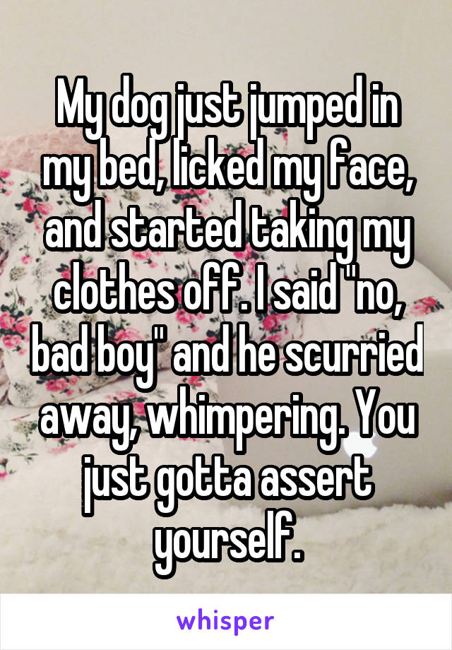 My dog just jumped in my bed, licked my face, and started taking my clothes off. I said "no, bad boy" and he scurried away, whimpering. You just gotta assert yourself.