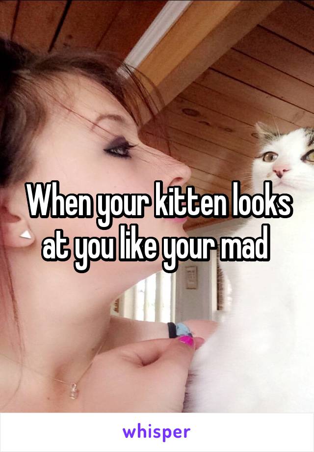 When your kitten looks at you like your mad 