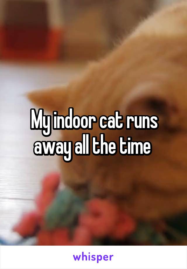 My indoor cat runs away all the time 