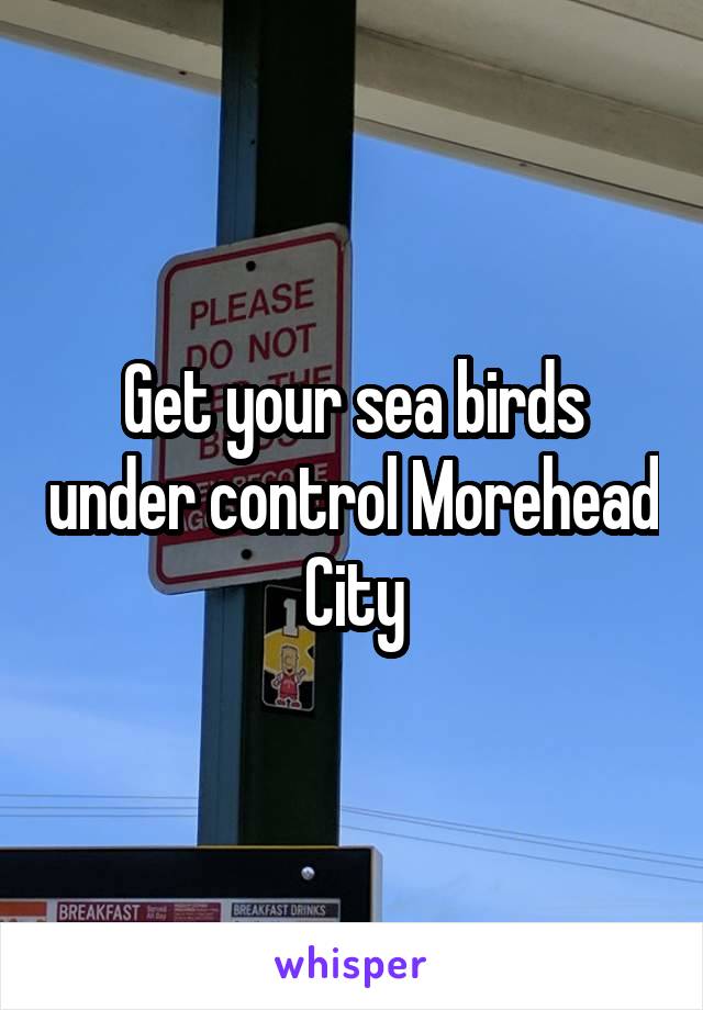 Get your sea birds under control Morehead City