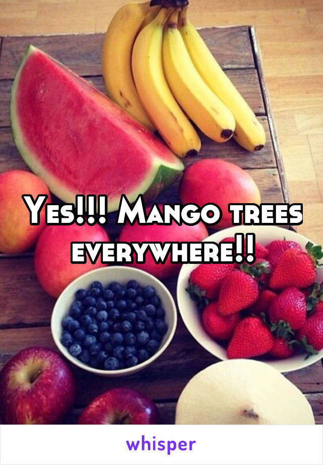 Yes!!! Mango trees everywhere!!