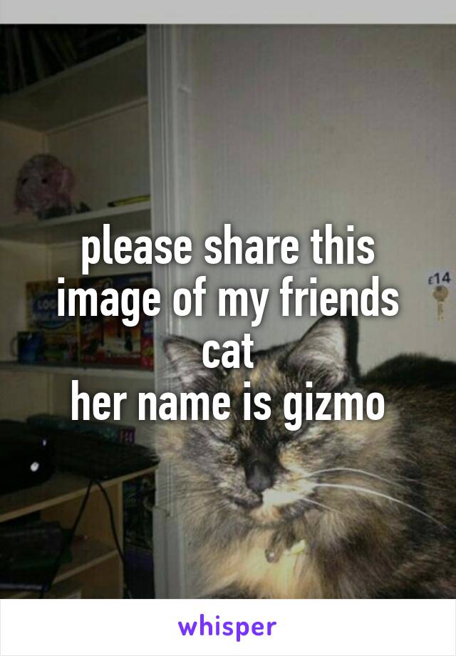 please share this image of my friends cat
her name is gizmo