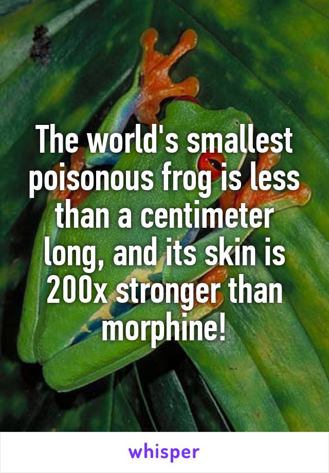 The world's smallest poisonous frog is less than a centimeter long, and its skin is 200x stronger than morphine!