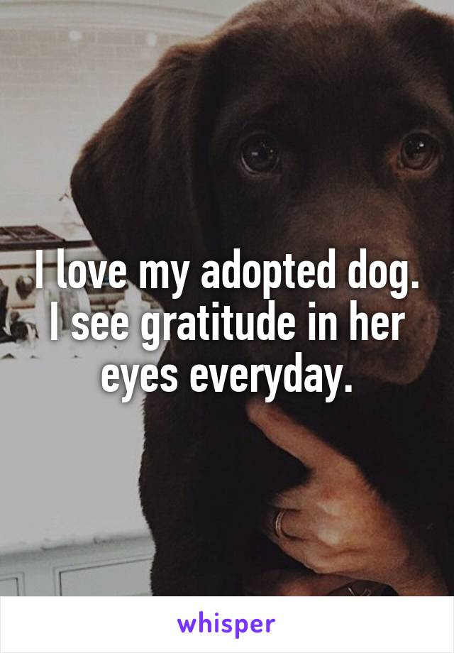 I love my adopted dog.
I see gratitude in her eyes everyday.